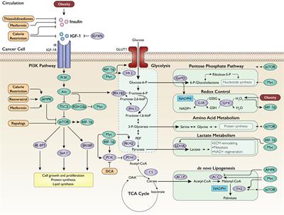 Obesity and Cancer Metabolism: A Perspective on Interacting Tumor–Intrinsic and Extrinsic Factors